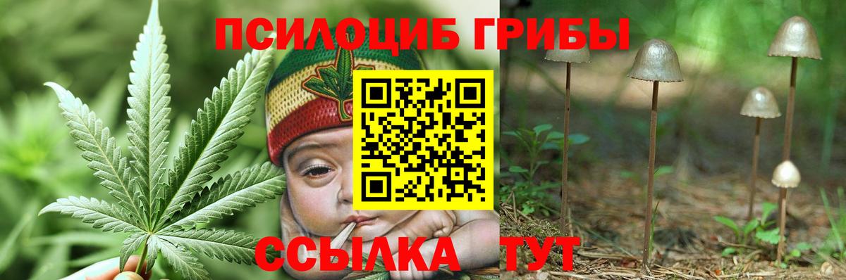 Псилоцибиновые грибы Psilocybine cubensis Кострома